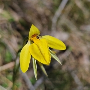 Diuris subalpina at Mount Clear, ACT - 22 Oct 2024