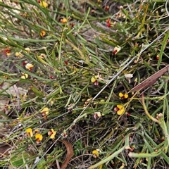 Bossiaea riparia at Mount Clear, ACT - 22 Oct 2024 by BethanyDunne