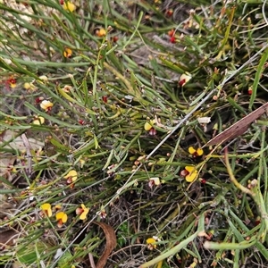 Bossiaea riparia at Mount Clear, ACT - 22 Oct 2024