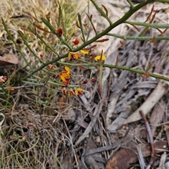 Bossiaea riparia at Mount Clear, ACT - 22 Oct 2024