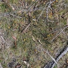 Bossiaea riparia at Mount Clear, ACT - 22 Oct 2024