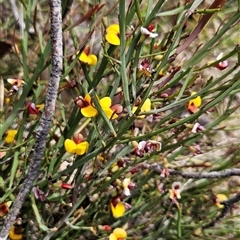 Bossiaea riparia at Mount Clear, ACT - 22 Oct 2024