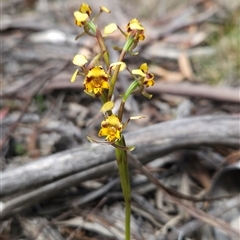Diuris semilunulata (Late Leopard Orchid) at Mount Clear, ACT - 22 Oct 2024 by BethanyDunne