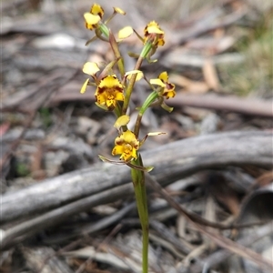 Diuris semilunulata at Mount Clear, ACT - suppressed