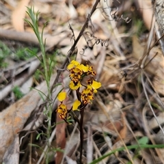 Diuris semilunulata (Late Leopard Orchid) at Mount Clear, ACT - 22 Oct 2024 by BethanyDunne