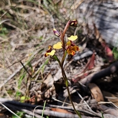 Diuris semilunulata (Late Leopard Orchid) at Mount Clear, ACT - 22 Oct 2024 by BethanyDunne