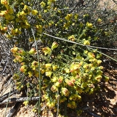 Unidentified Other Shrub at Kalbarri National Park, WA - 12 Sep 2024 by Paul4K