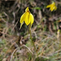 Diuris subalpina (Small Snake Orchid) at Mount Clear, ACT - 22 Oct 2024 by BethanyDunne