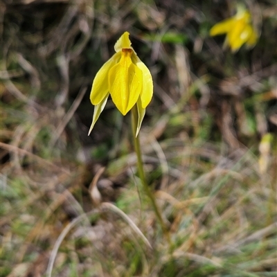 Diuris subalpina (Small Snake Orchid) at Mount Clear, ACT - 22 Oct 2024 by BethanyDunne