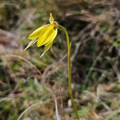 Diuris subalpina at Mount Clear, ACT - 22 Oct 2024