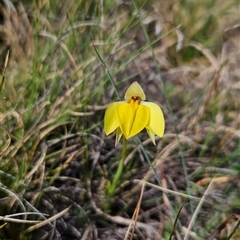 Diuris subalpina at Mount Clear, ACT - suppressed