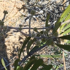 Unidentified Other Shrub at Kalbarri National Park, WA - 12 Sep 2024 by Paul4K