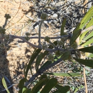 Unidentified Other Shrub at Kalbarri National Park, WA by Paul4K