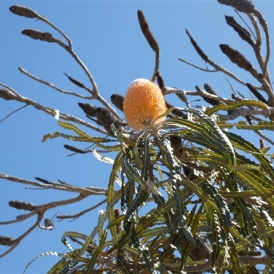 Unidentified Other Shrub at Kalbarri, WA - 12 Sep 2024 by Paul4K