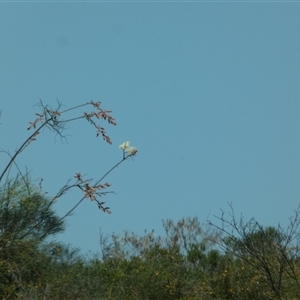 Unidentified Other Shrub at Kalbarri National Park, WA by Paul4K