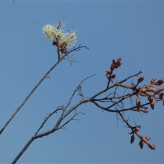 Unverified at suppressed - suppressed