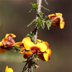 Dillwynia phylicoides at Indigo Valley, VIC - 1 Oct 2024 01:36 PM