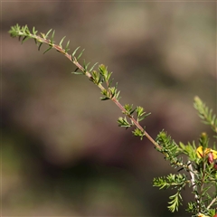 Dillwynia phylicoides at Indigo Valley, VIC - 1 Oct 2024