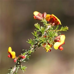 Dillwynia phylicoides at Indigo Valley, VIC - 1 Oct 2024 01:36 PM