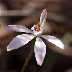 Caladenia fuscata (Dusky Fingers) at Indigo Valley, VIC - 1 Oct 2024 by ConBoekel