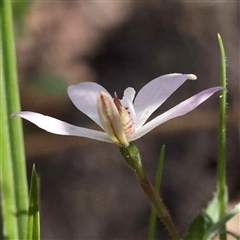 Caladenia fuscata at Indigo Valley, VIC - suppressed