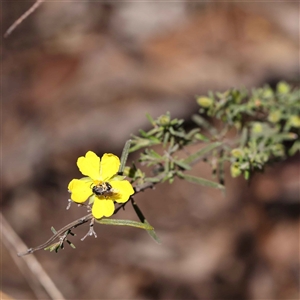 Hibbertia riparia at Indigo Valley, VIC - 1 Oct 2024