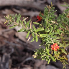 Grevillea alpina (Mountain Grevillea / Cat's Claws Grevillea) at Indigo Valley, VIC - 1 Oct 2024 by ConBoekel