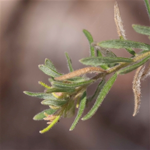 Grevillea alpina at Indigo Valley, VIC - 1 Oct 2024