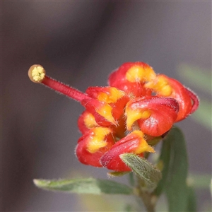 Grevillea alpina at Indigo Valley, VIC - 1 Oct 2024