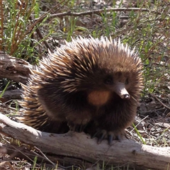 Tachyglossus aculeatus (Short-beaked Echidna) at Indigo Valley, VIC - 1 Oct 2024 by ConBoekel