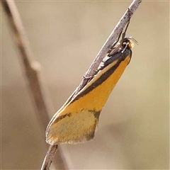 Unidentified Moth (Lepidoptera) at Indigo Valley, VIC - 1 Oct 2024 by ConBoekel