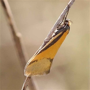 Unidentified Moth (Lepidoptera) at Indigo Valley, VIC by ConBoekel