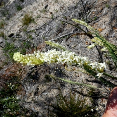 Stackhousia monogyna at Kalbarri National Park, WA - 12 Sep 2024 by Paul4K