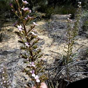 Stylidium sp. at Kalbarri National Park, WA by Paul4K