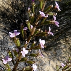 Stylidium (genus) at Kalbarri National Park, WA - 12 Sep 2024 03:06 PM