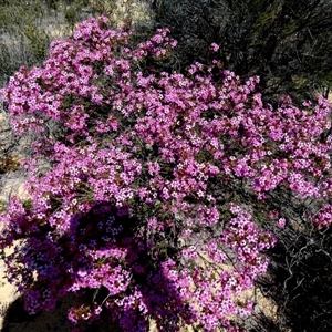 Unidentified Other Shrub at Kalbarri National Park, WA by Paul4K