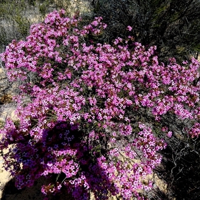 Unidentified Other Shrub at Kalbarri National Park, WA - 12 Sep 2024 by Paul4K