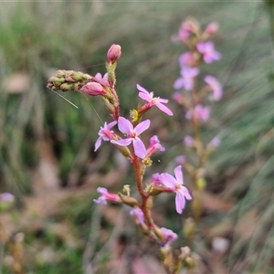 Stylidium graminifolium at Yarra, NSW - 23 Oct 2024 07:23 AM