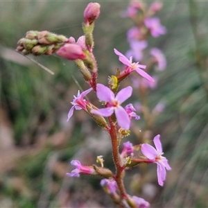 Stylidium graminifolium at Yarra, NSW - 23 Oct 2024 07:23 AM