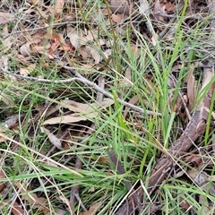 Stylidium graminifolium at Yarra, NSW - 23 Oct 2024 07:23 AM