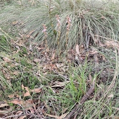 Stylidium graminifolium at Yarra, NSW - 23 Oct 2024 07:23 AM