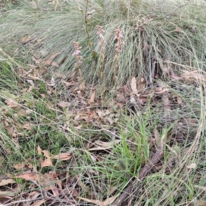 Stylidium graminifolium at Yarra, NSW - 23 Oct 2024