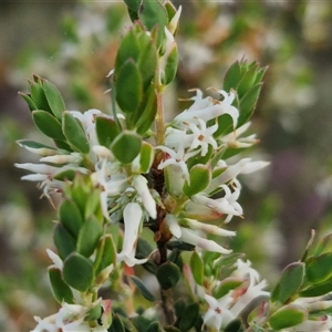 Brachyloma daphnoides at Yarra, NSW - 23 Oct 2024