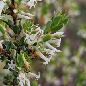 Brachyloma daphnoides at Yarra, NSW - 23 Oct 2024