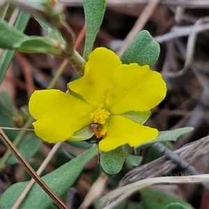 Hibbertia obtusifolia at Yarra, NSW - 23 Oct 2024