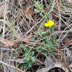 Hibbertia obtusifolia at Yarra, NSW - 23 Oct 2024