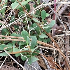 Hibbertia obtusifolia at Yarra, NSW - 23 Oct 2024