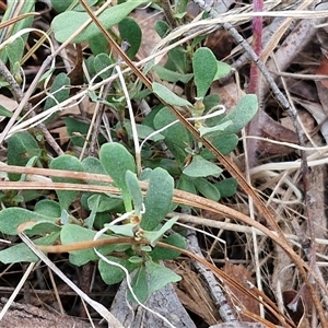 Hibbertia obtusifolia at Yarra, NSW - 23 Oct 2024