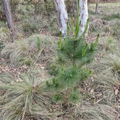 Pinus radiata (Monterey or Radiata Pine) at Yarra, NSW - 23 Oct 2024 by trevorpreston