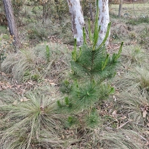 Pinus radiata at Yarra, NSW - 23 Oct 2024